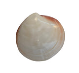 Pink sea shell