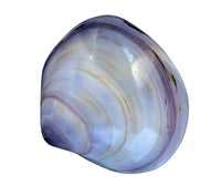 Purple Sea Shell