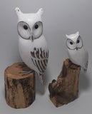 Long Eared Owl White