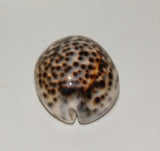 Tiger Cowrie seashell