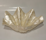 Large Shell of Capiz Oyster Shells