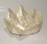 Large Shell of Capiz Oyster Shells