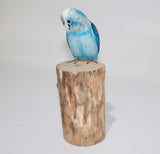 Bird Blue Parakeet