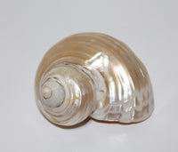Talembu Shell