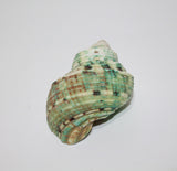 Talembu Shell