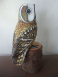 Tawny Owl