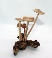 Wooden Mushroom on Parasite Wood