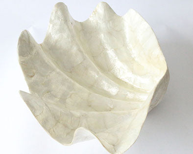 Large Shell of Capiz Oyster Shells