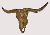 Skeleton Bull Head